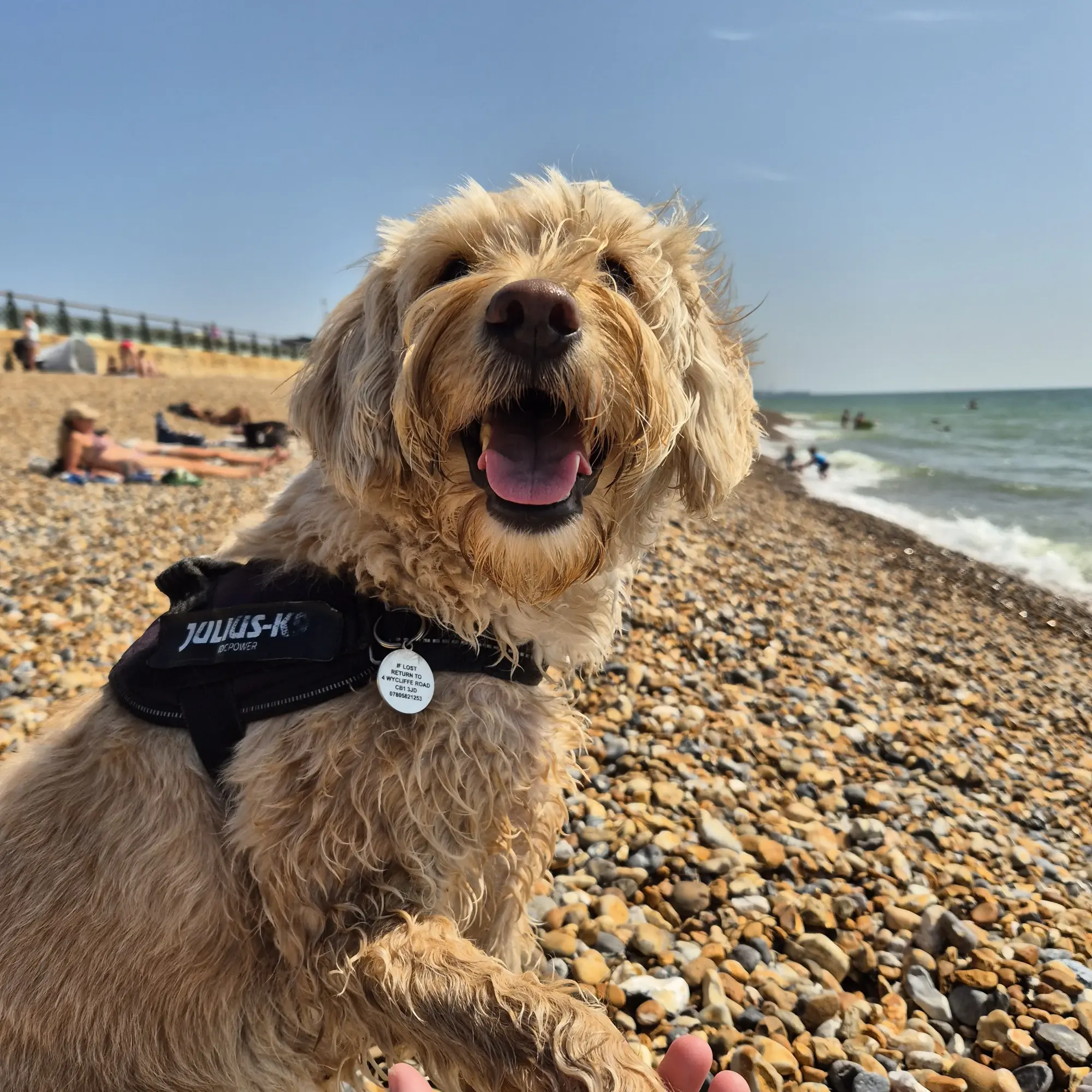 Happy dog being cared for