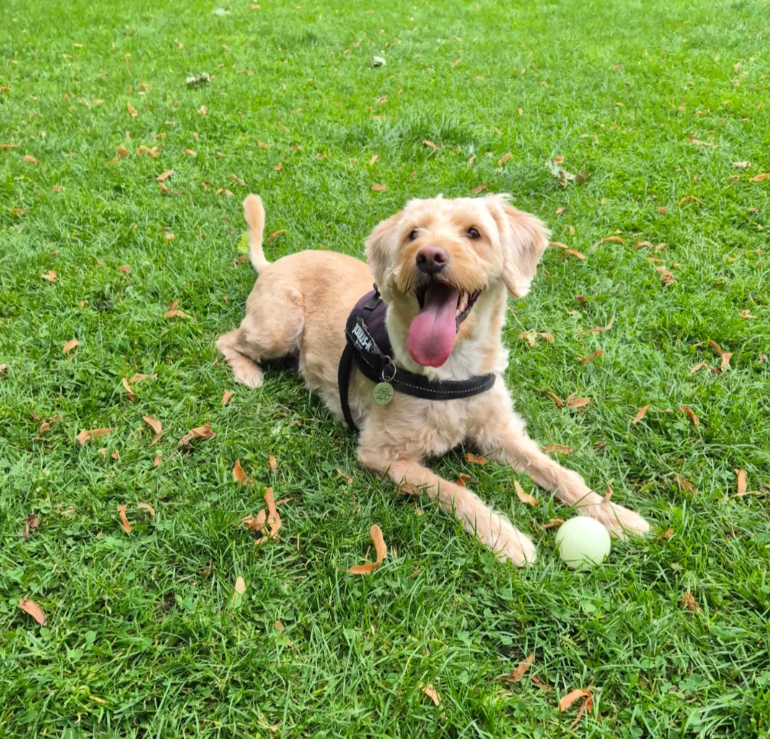 Happy dog being looked after