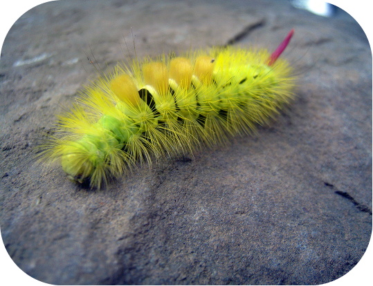 Caterpillar