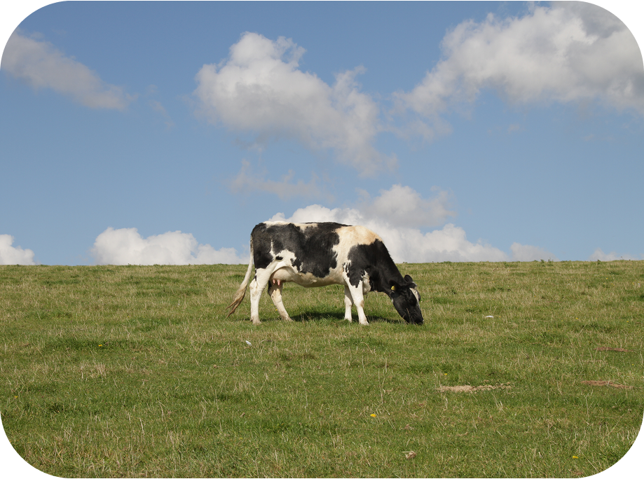 Cow grazing in a field